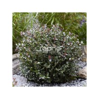 Garden Clouds® Purple Storm