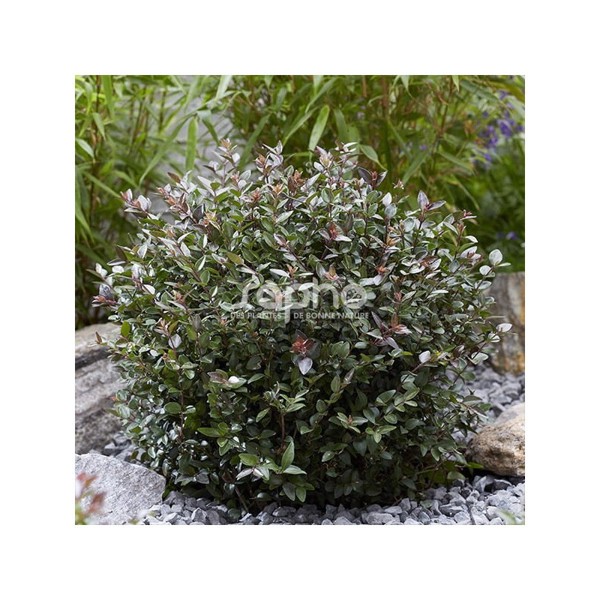 Garden Clouds® Purple Storm