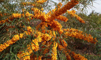 Orange Energy