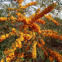 Orange Energy