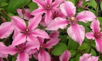 Saphyra® Duo Rose