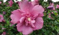 Beautifull Magenta