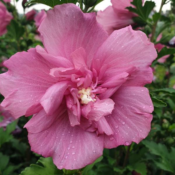 Beautifull Magenta