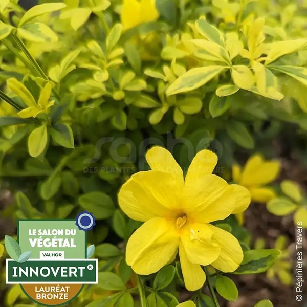Jasminum mesnyi (Жасмин Месні)