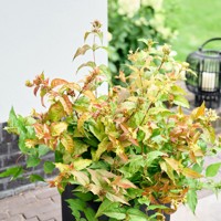 Magical® Firefly