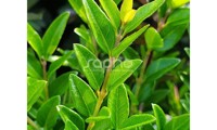 Garden Clouds® Green Breeze