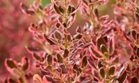 Eclipse (Coprosma)