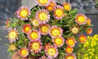 Wheels of Wonder Salmony Pink