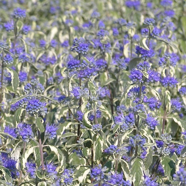 Caryopteris × clandonensis (Каріоптерис кландонський)