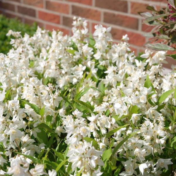 Deutzia gracilis (Дейція витончена)