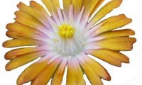 Jewel of Desert Topaz