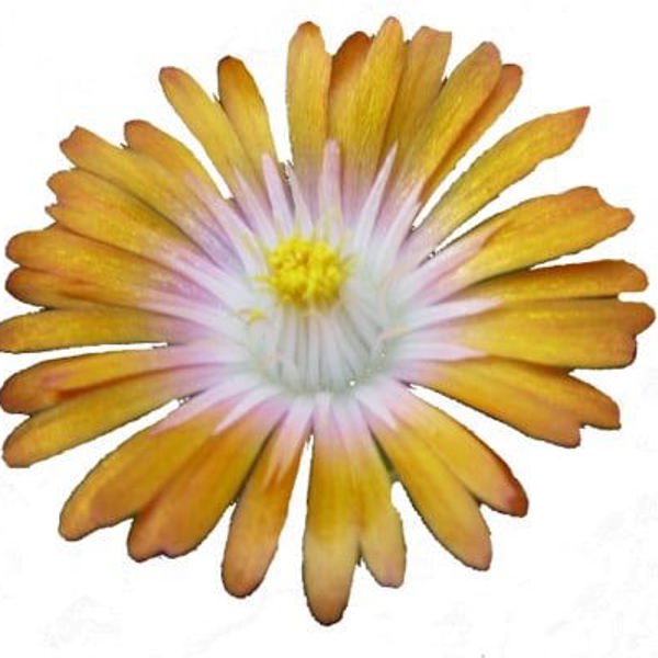 Jewel of Desert Topaz