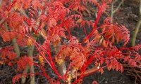 Coral Sun