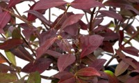 Winter Ruby®