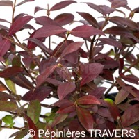 Winter Ruby®
