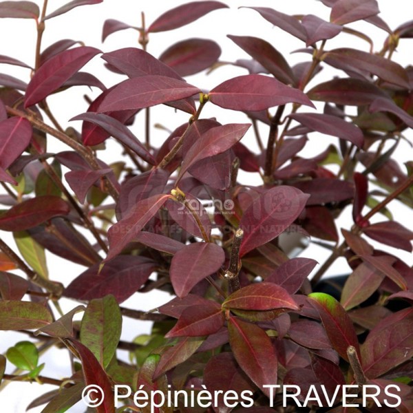 Winter Ruby®