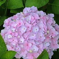 Hovaria® Hopaline