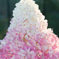 Vanille Fraise®