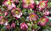 HGC® Ice N' Roses® Mary Marble