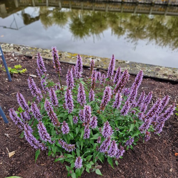 Agastache × (Агастахе гібридне)