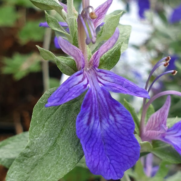 Teucrium × (Дубровник гібридний)