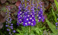 Delgenius Blue Fabulosa