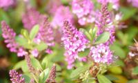 Garden Beauty Pink