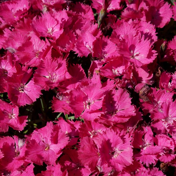 Dianthus × (Гвоздика гібридна)