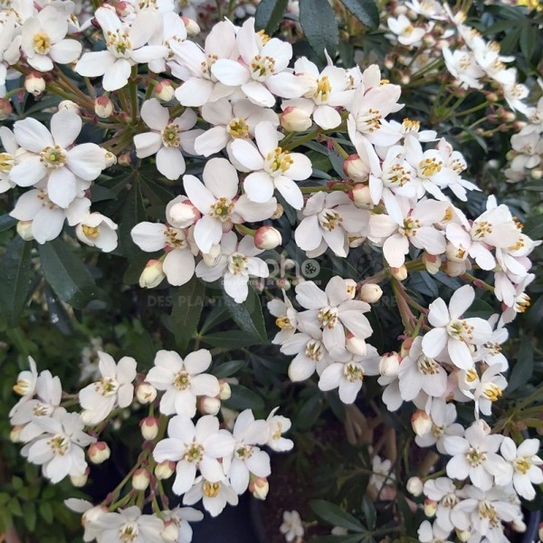 Choisya ternata (Чойзія трійчаста)