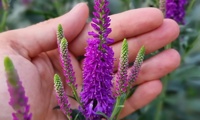 Purplegum Candles