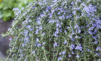 Blue Cascade