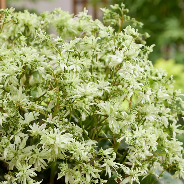 Saxifraga × (Ломикамінь гібридний)