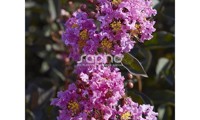 Black Diamond® Lavender Lace