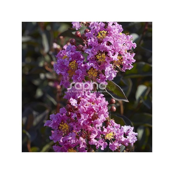Black Diamond® Lavender Lace
