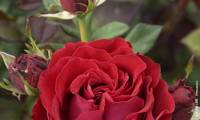 Ruby Ruby Ii