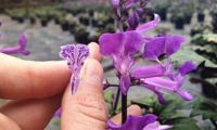 Magic Mona Purple