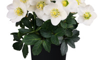 Christmas Roses™ St. Amabilis