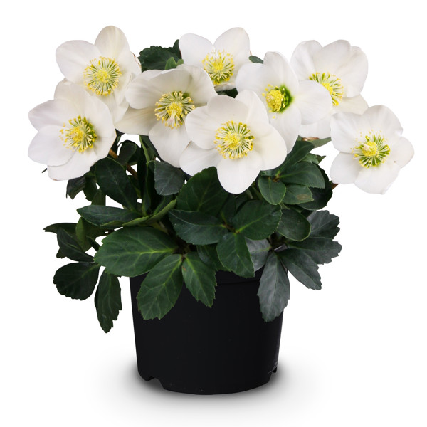 Christmas Roses™ St. Amabilis
