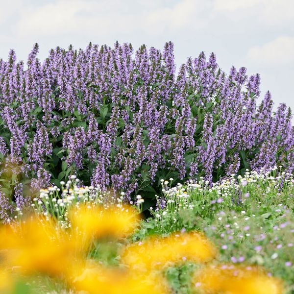 Nepeta subsessilis (Котяча м’ята напівсидяча)