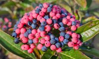 Berry Up!