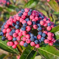 Berry Up!