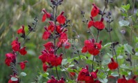 Rêve® Rouge