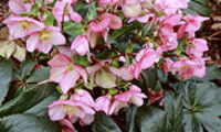 HGC® Ice N' Roses® Early Rose