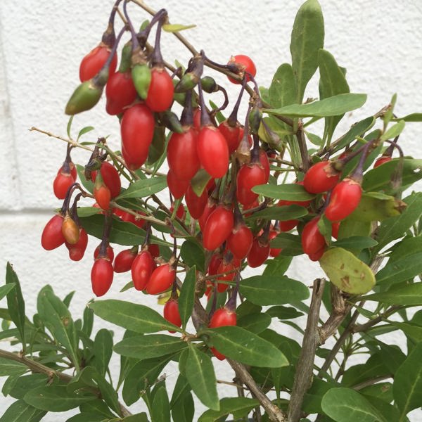Little Goji