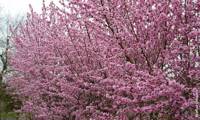 Taoflora Pink