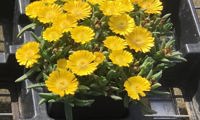 Sun Diamonds Yellow