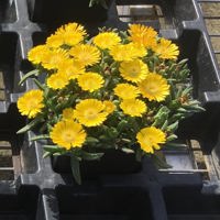 Sun Diamonds Yellow