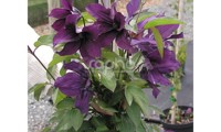 Saphyra® Violetta