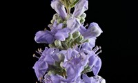 Magical® Chicagoland Blues