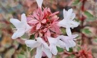 Pink Silver®